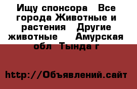 Ищу спонсора - Все города Животные и растения » Другие животные   . Амурская обл.,Тында г.